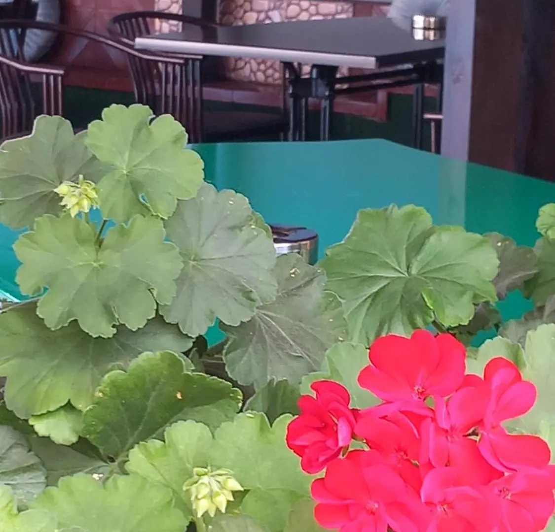 ***  Family Hotel Yagoda88 Sofia Bulgaria